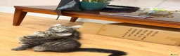 Mixed Breed cats for sale: Two fluffy mixed breed tabbies ready now - Advert 13