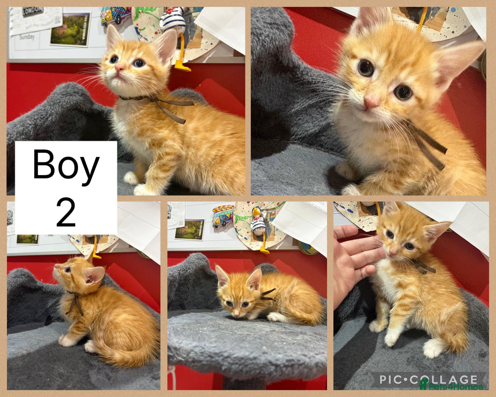Mixed Breed cats 2 Ginger boys remaining 🧡 - Advert 12