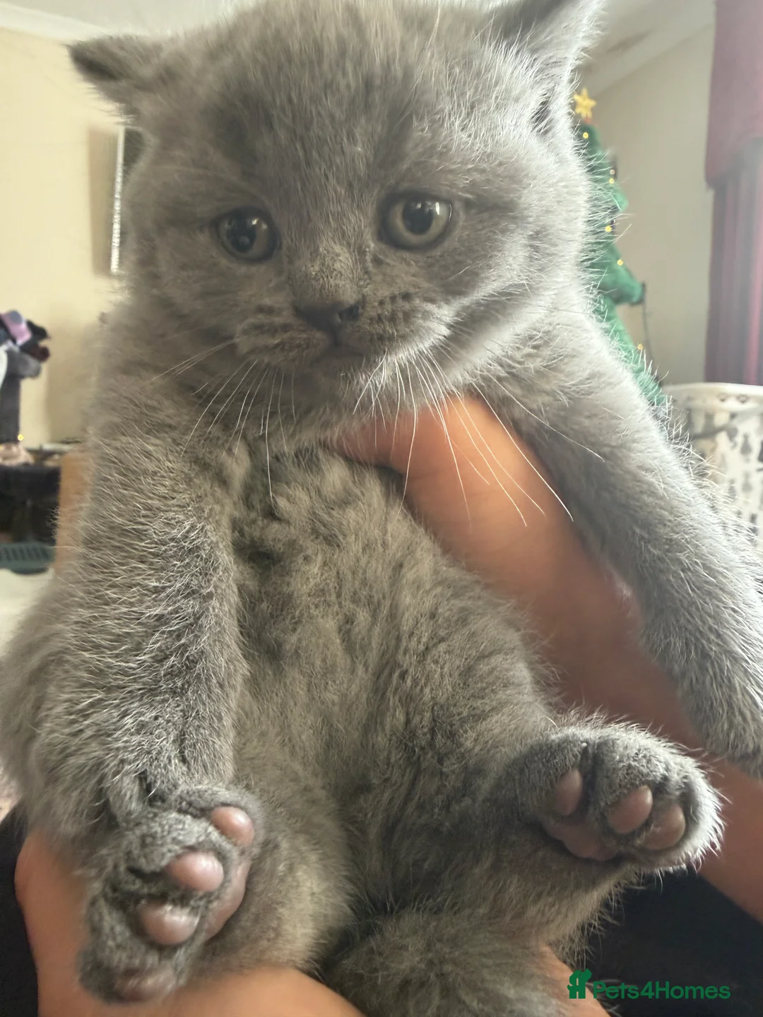 British Shorthair cats for sale: Blue and lilac GCCF kittens !  - Advert 2