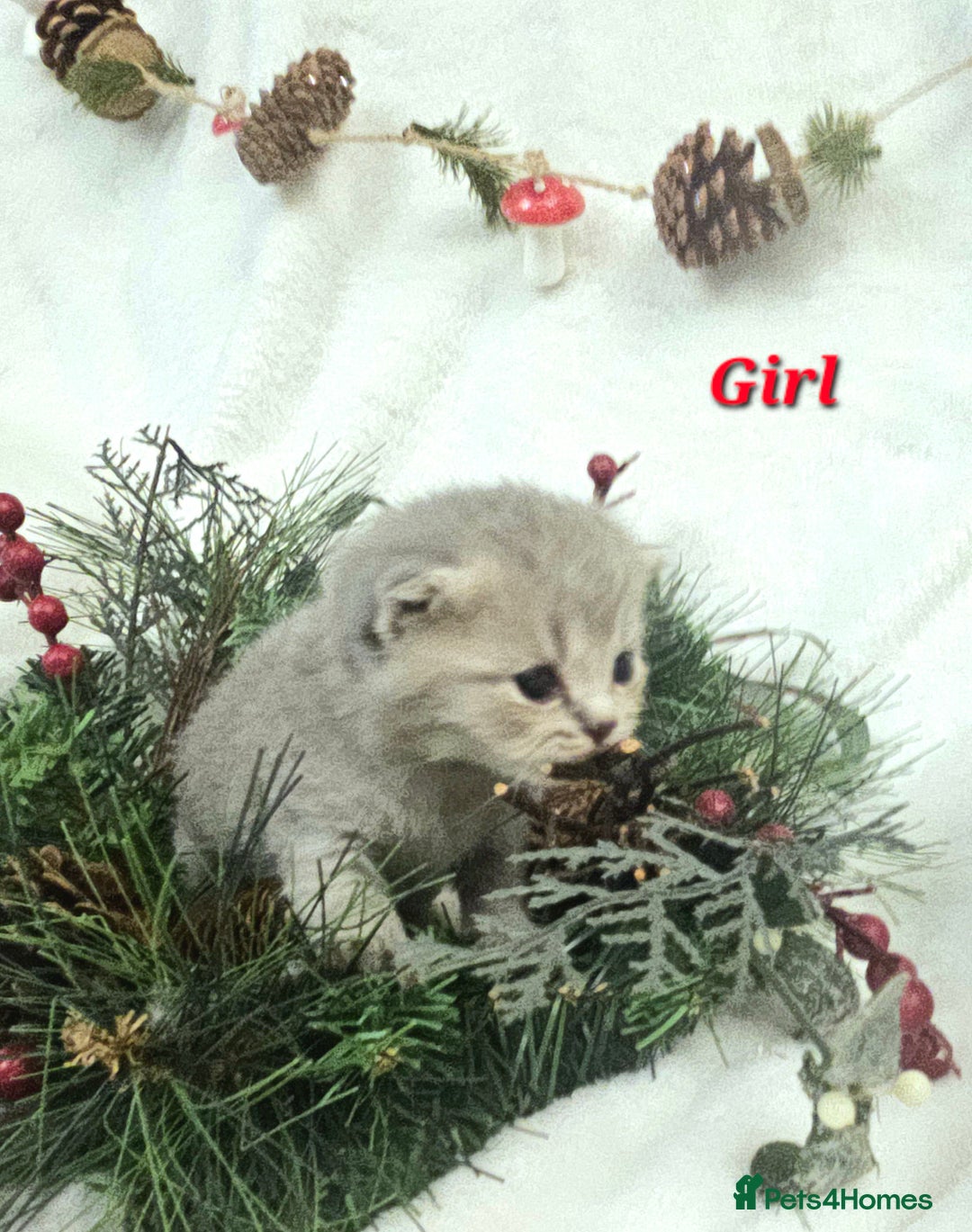 British Shorthair cats for sale: Beautiful British Shorthair Kittens for Sale - Advert 4