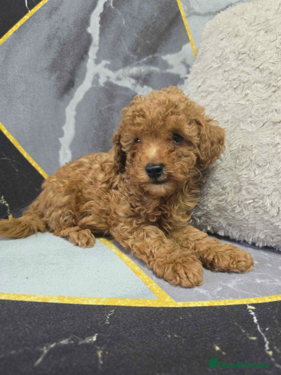 Toy Poodle dogs for sale: 3 Stuninngly cute red toy poodle puppies - Advert 9