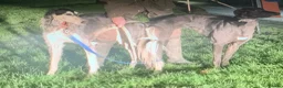 Lurcher dogs for sale: First cross saluki greyhounds  - Advert 19