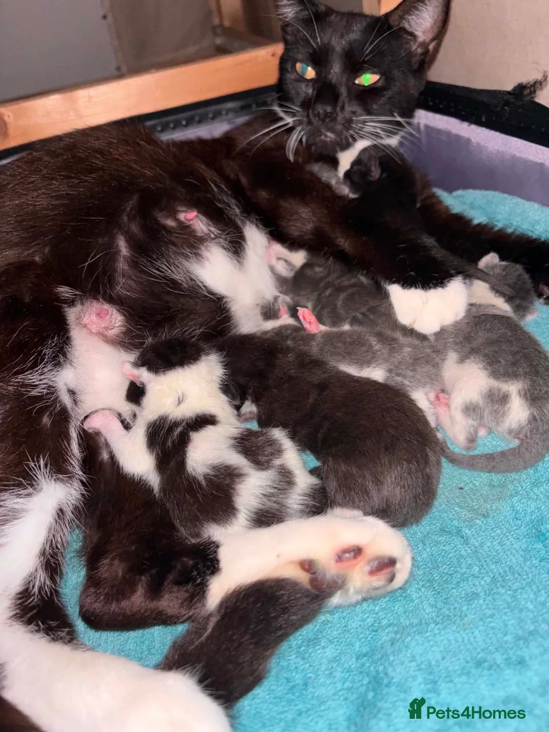 Mixed Breed cats for sale: 7 Playful Kittens - Advert 2