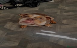 English Bulldog dogs for sale: Diesel  - Image 3