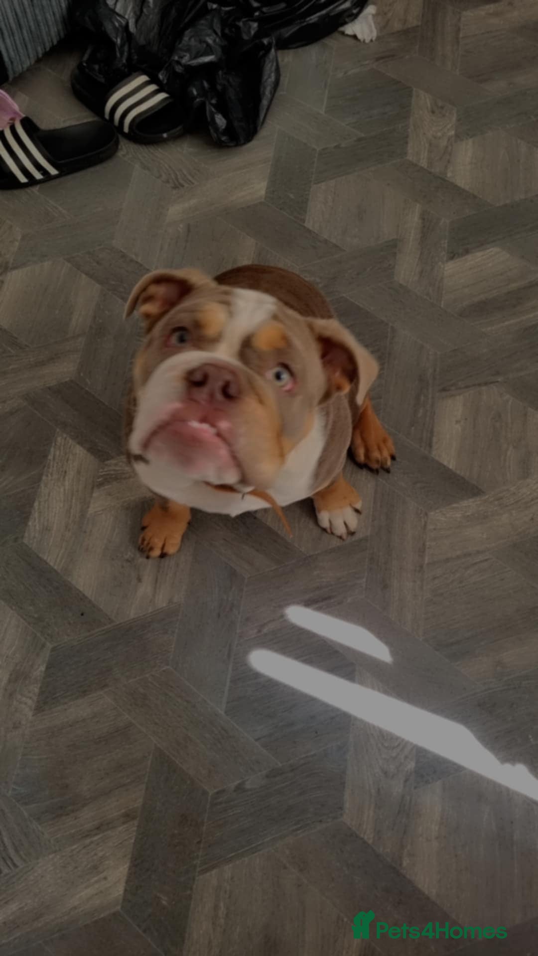 English Bulldog dogs for sale: Diesel  - Image 3