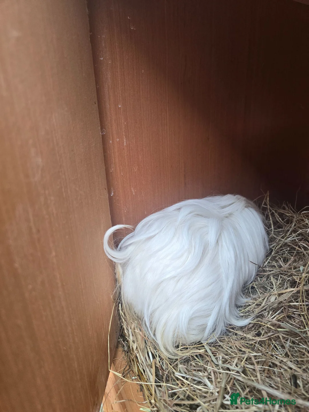 Guinea Pig rodents for sale: Female guninea long hair - Advert 2