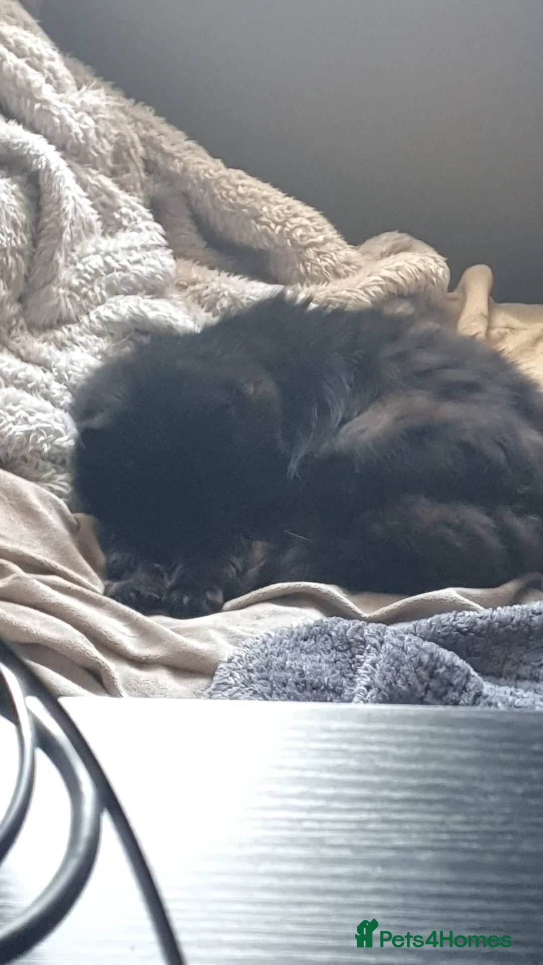 Mixed Breed cats for sale: Free - Bonded pair female cats - Advert 17