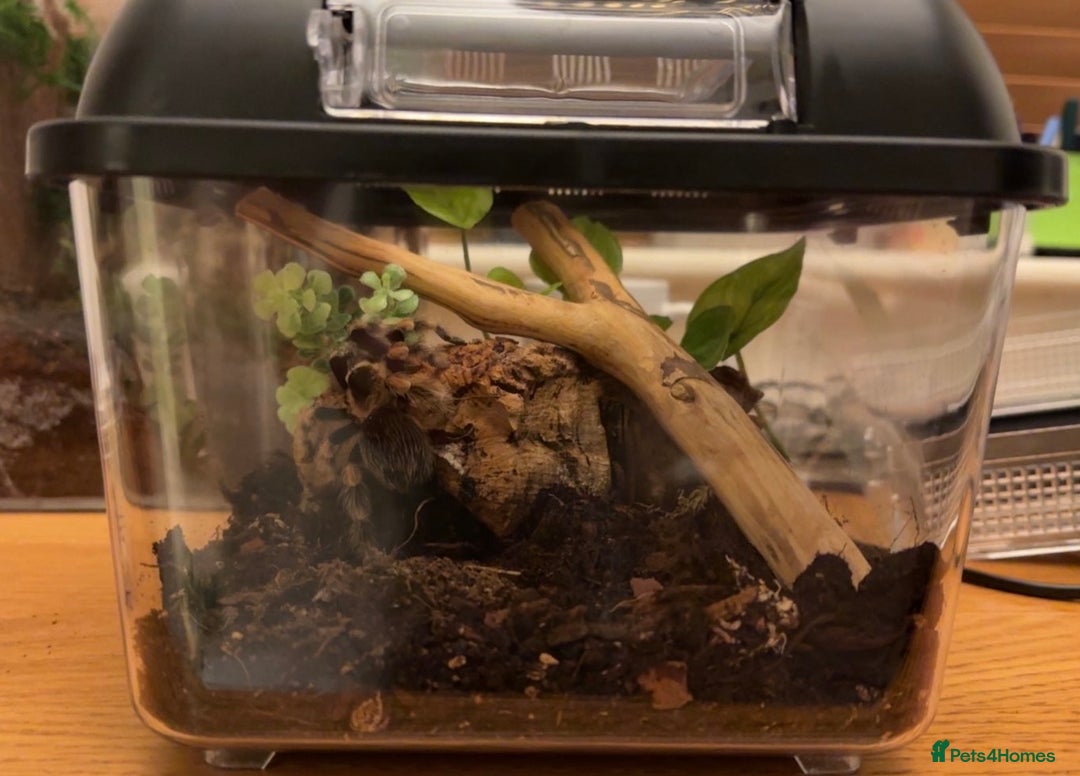 Tarantulas invertebrates for sale: Gooty Sapphire & Mexican Red Knee Tarantulas - Advert 8