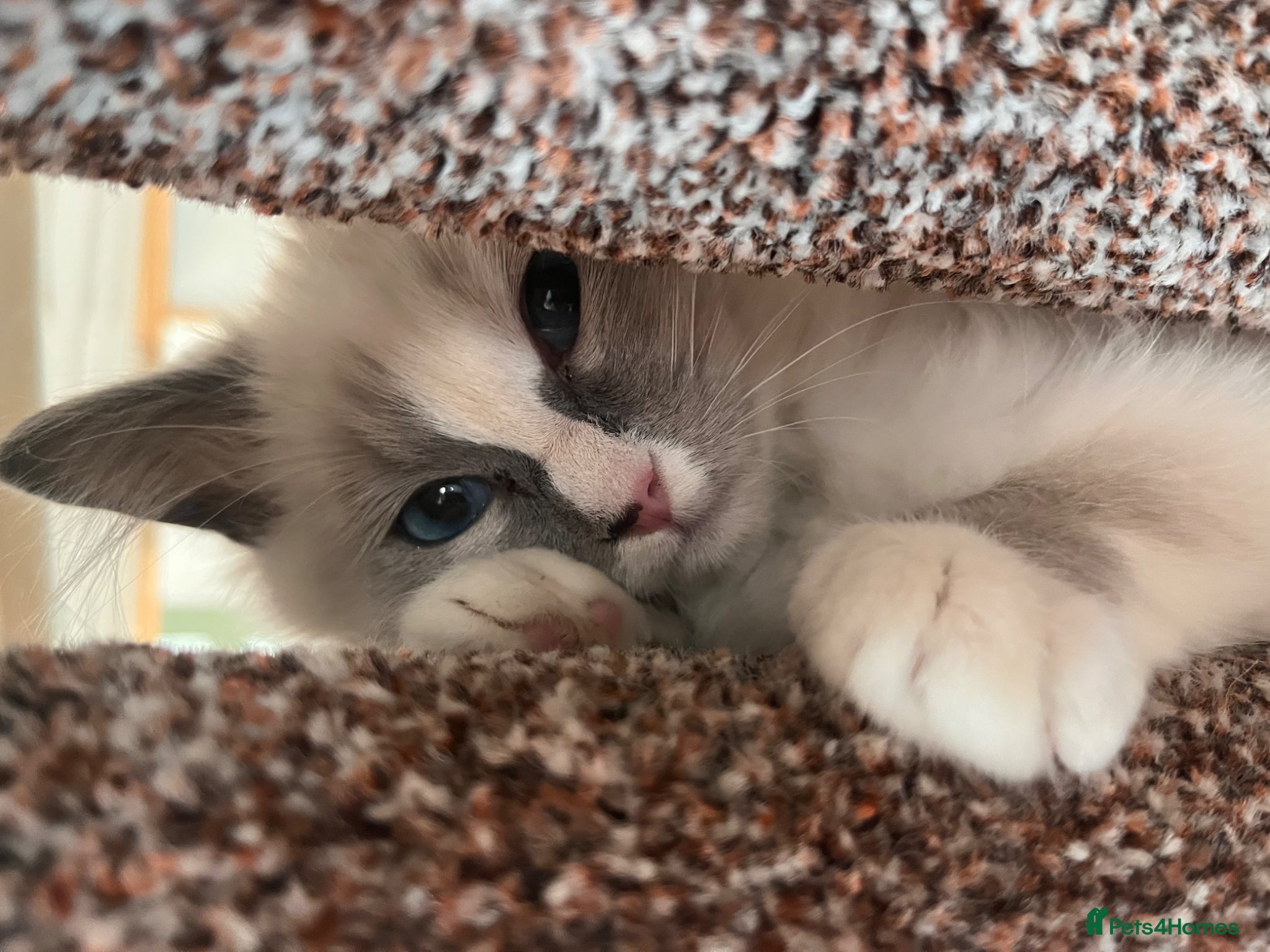 Ragdoll cats 6 months old ragdoll - Advert 1