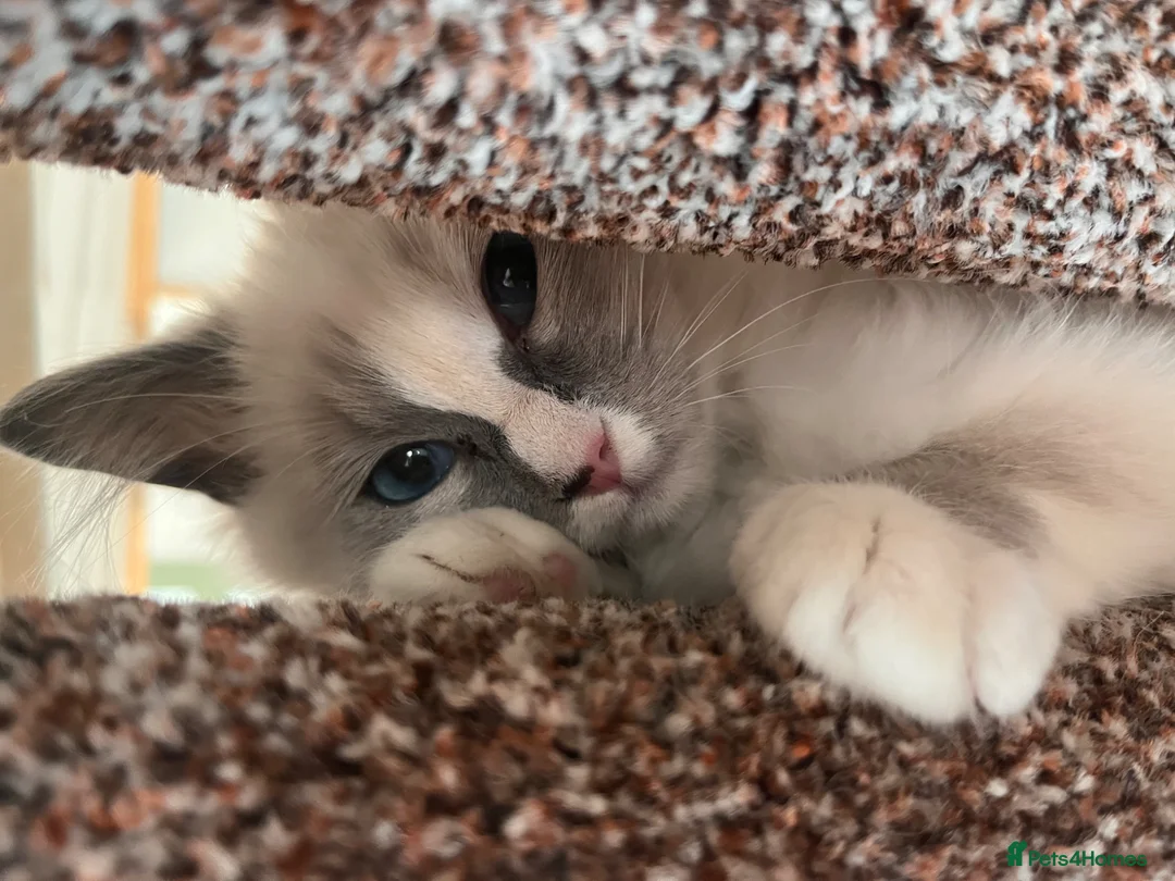 Ragdoll cats for sale: 6 months old ragdoll - Advert 1