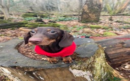 Dachshund dogs for stud: Standard smooth coat chocolate and tan dachshund - Image 4