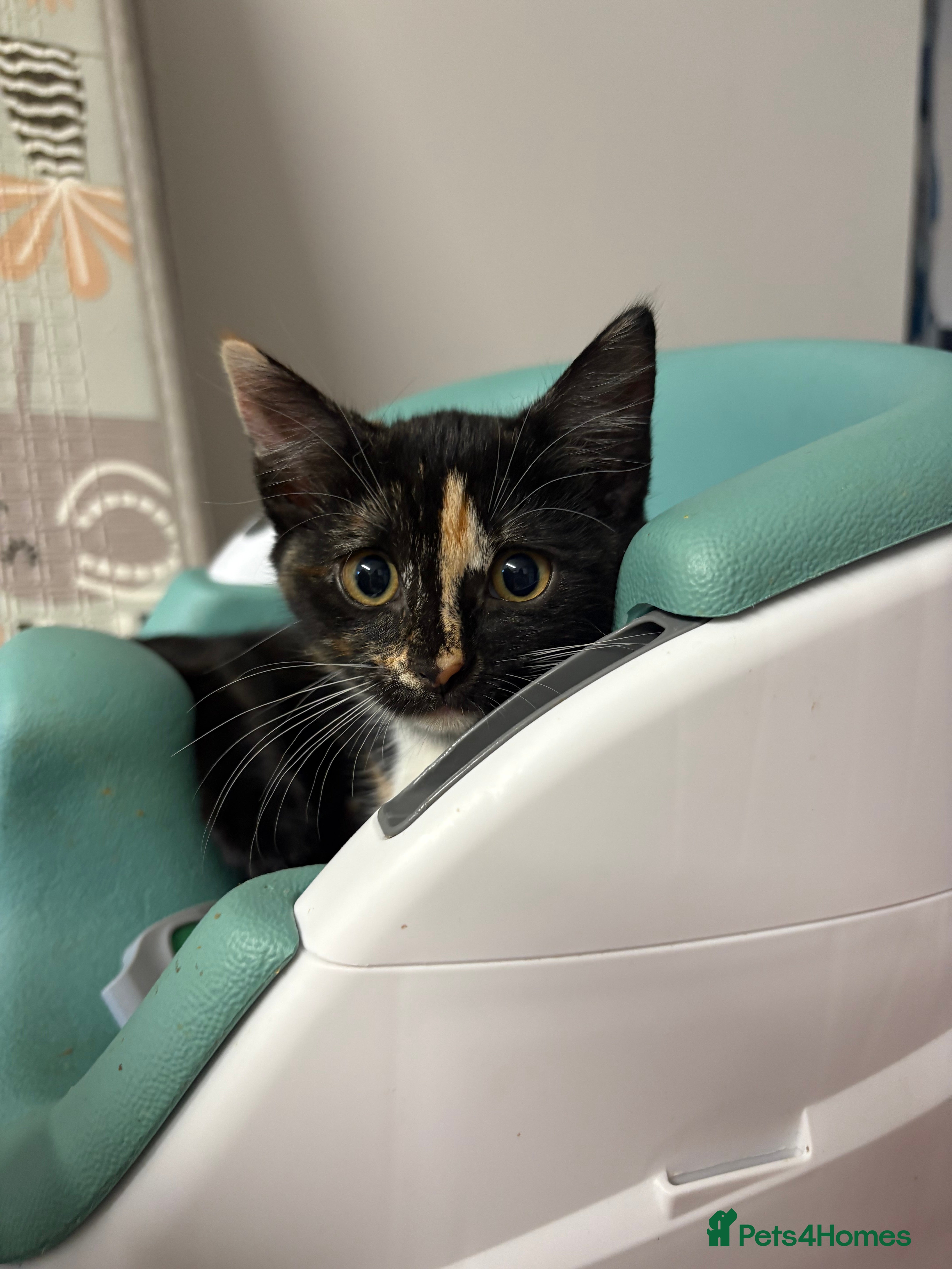 Mixed Breed cats 4 kittens for sale  - Advert 2