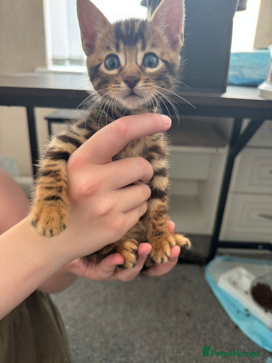Bengal cats for sale: Beautiful Bengal mixed kittens - Image 20