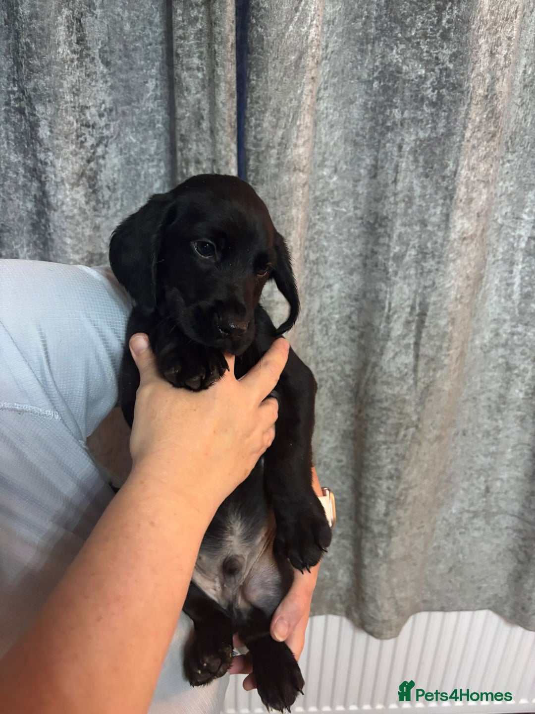 Cockerdor dogs for sale: Cockador puppies  - Image 24