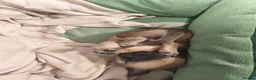 Chihuahua dogs for sale: Gorgeous tiny girl Chihuahua - Advert 4