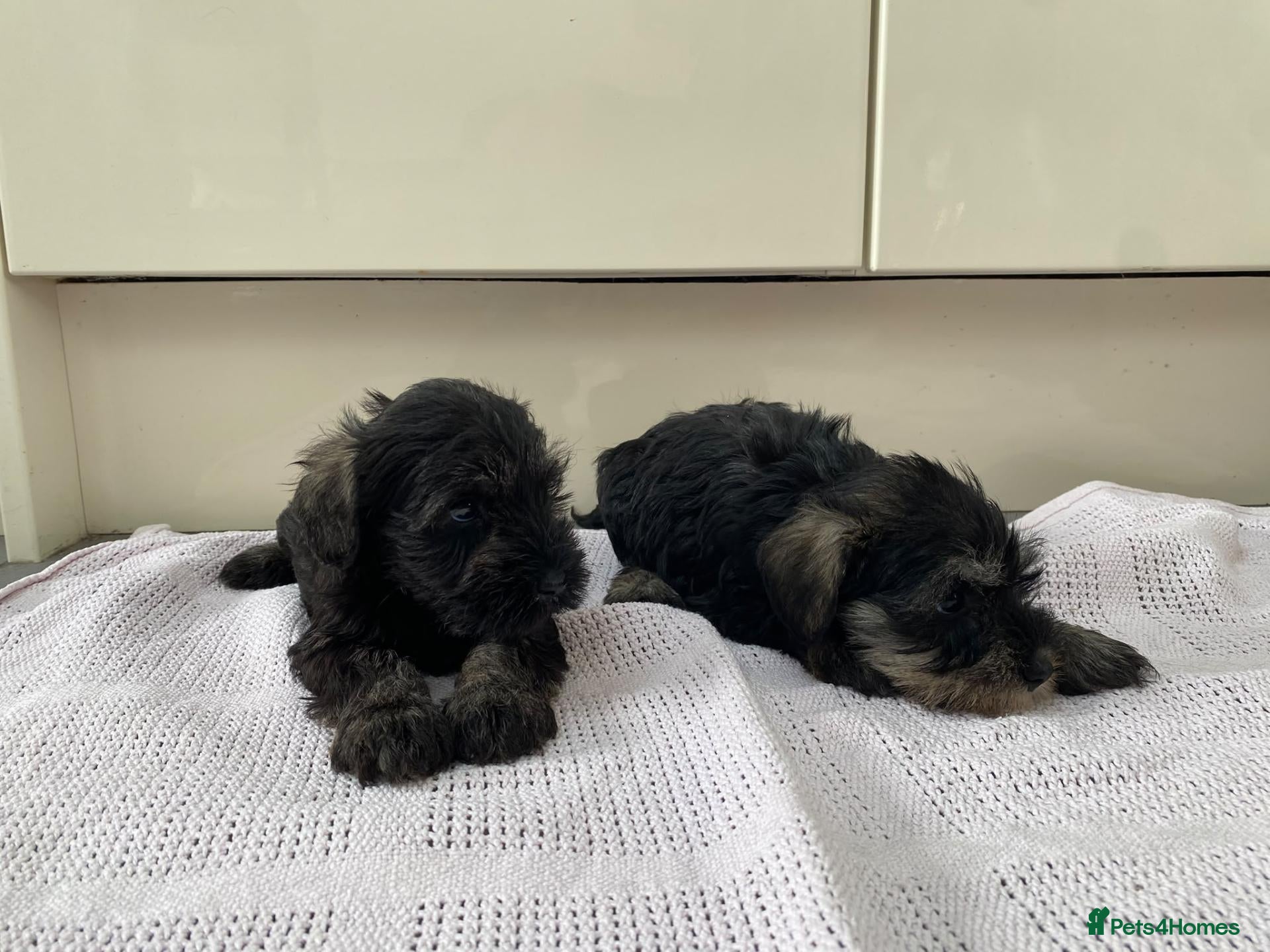Miniature Schnauzer dogs 🐶 Miniature Schnauzer Puppy for Sale 🖤🤍 - Advert 2