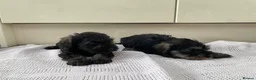 Miniature Schnauzer dogs for sale: 🐶 Miniature Schnauzer Puppy for Sale 🖤🤍 - Advert 2