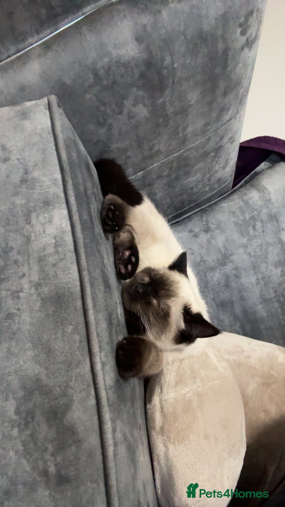 Mixed Breed cats for sale: Blue-Eyed Ragdoll x British Shorthair Kitten - Advert 4