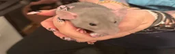 Rat rodents for sale: Beautiful Dumbo rats 3 girls and 6 boys available  - Advert 18