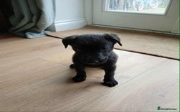 Mixed Breed dogs for sale: Belgian shepherd and Labrador mix  - Image 2