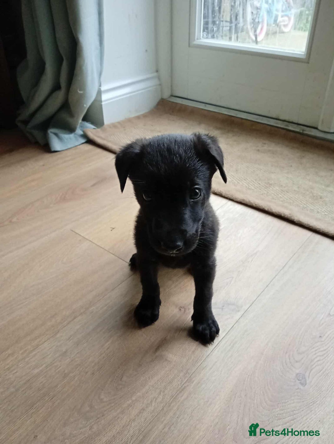 Mixed Breed dogs for sale: Belgian shepherd and Labrador mix  - Image 2