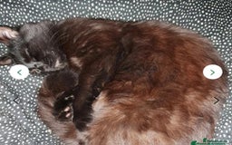 Mixed Breed cats for sale: Rehoming gizmo and ash  - Image 10