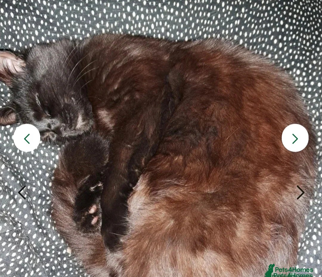 Mixed Breed cats for sale: Rehoming gizmo and ash  - Image 10