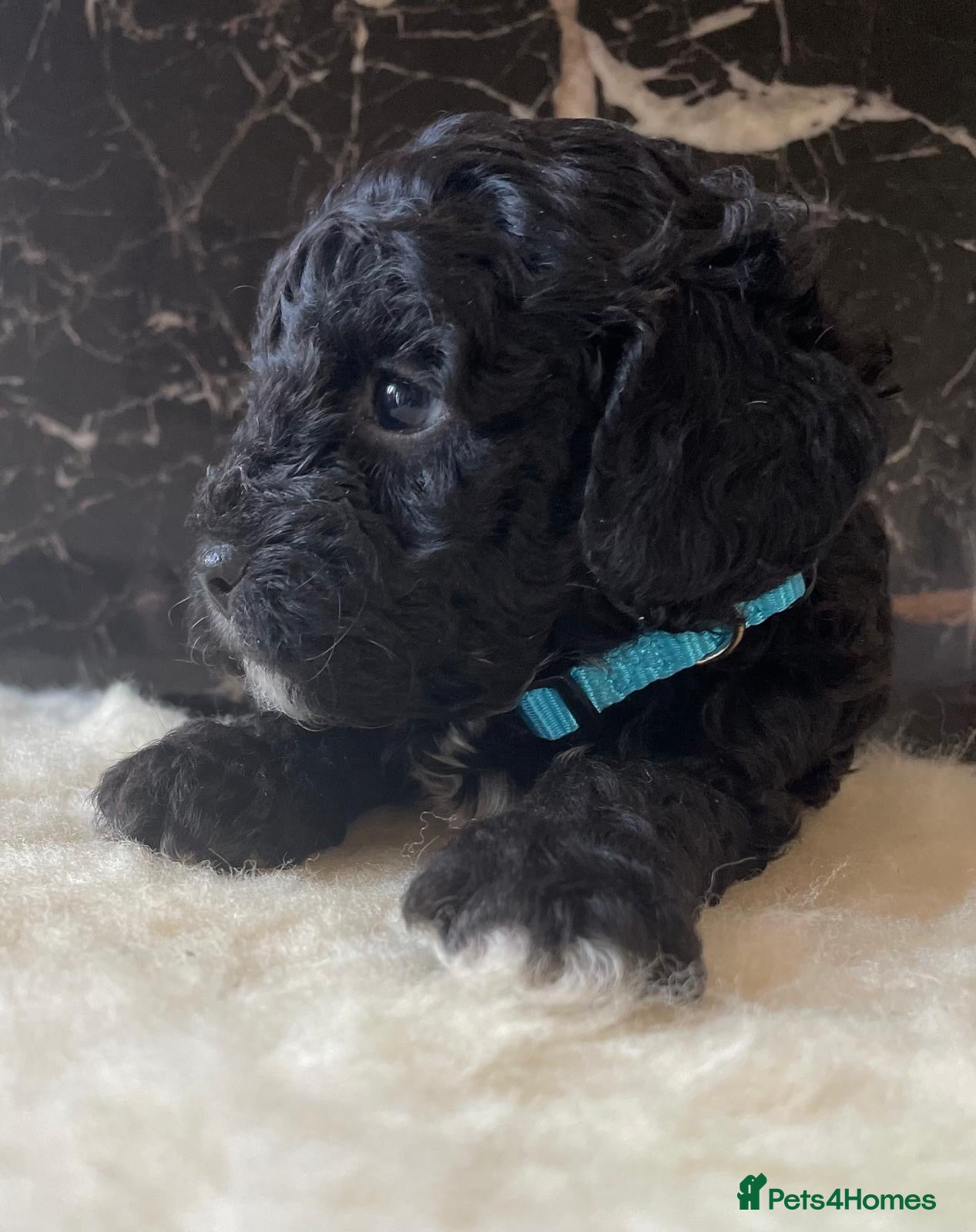 Shihpoo dogs Rare PRA clear health tested Shihpoo x Puppies  - Advert 1