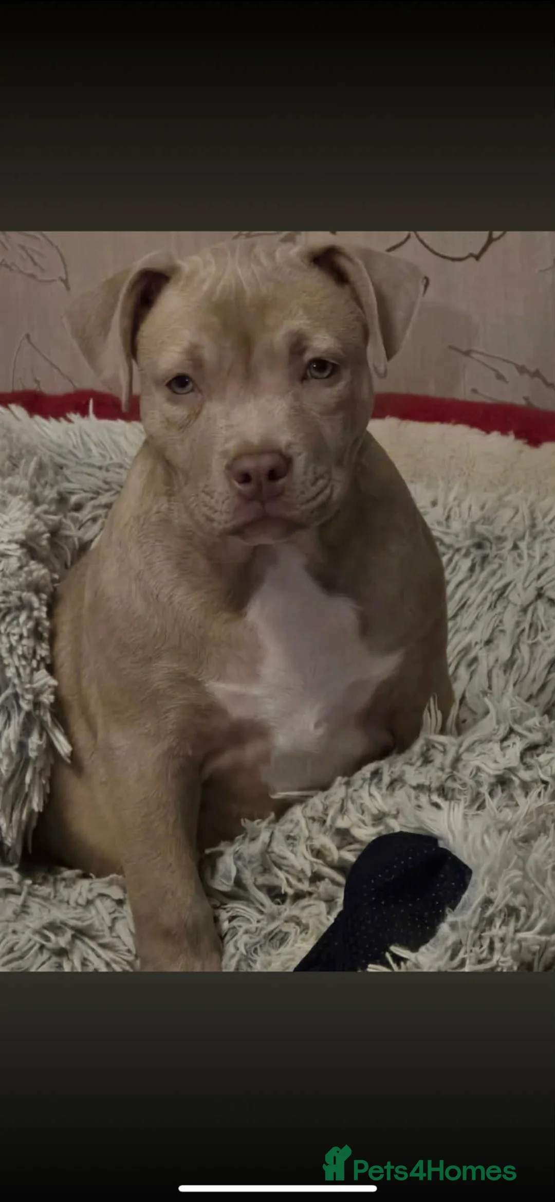 American Bully dogs for stud: ABKC REGISTERED POCKET BULLY STUD in Waterlooville - Advert 14