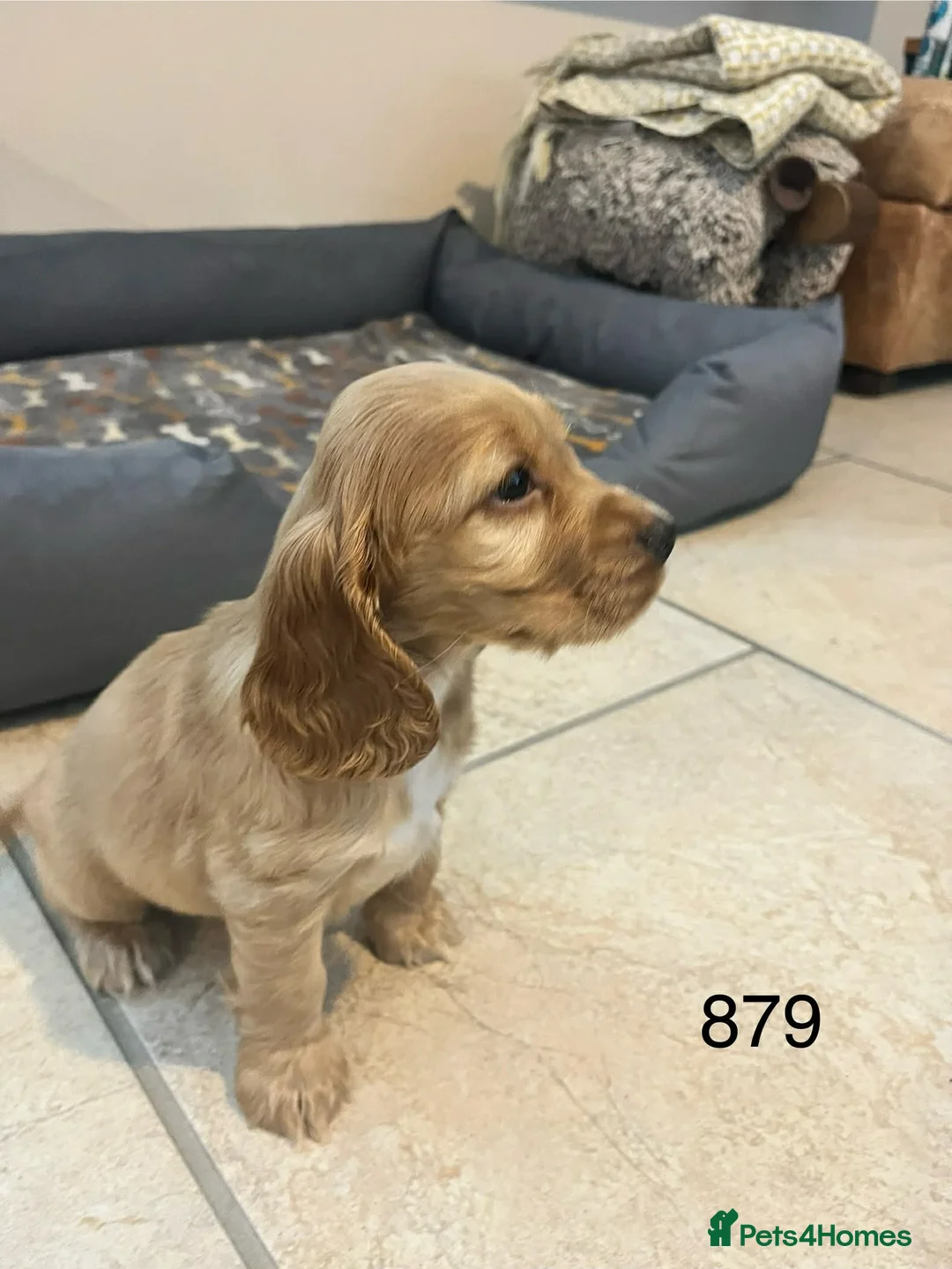 Cocker Spaniel dogs for sale: Beautiful Golden Cocker Spaniel Puppies for Sale - Advert 9