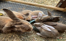 Mixed Breed rabbits for sale: Baby rabbits 5 girls and 1 boys for sale  - Image 7