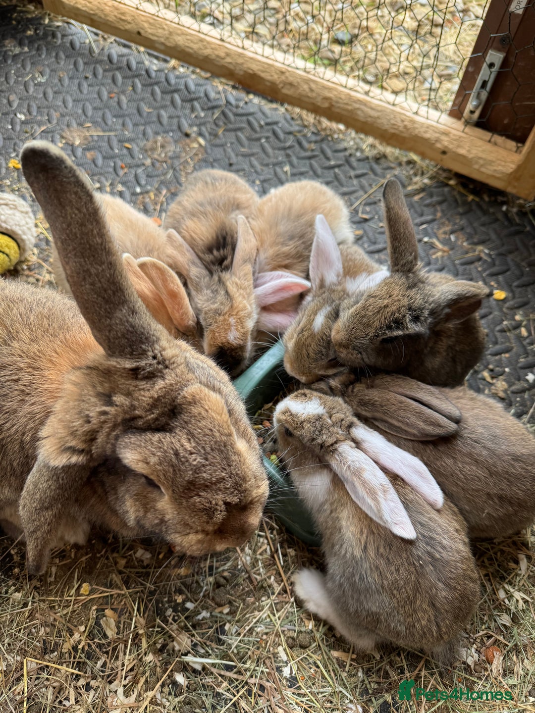 Mixed Breed rabbits for sale: Baby rabbits 5 girls and 1 boys for sale  - Image 7