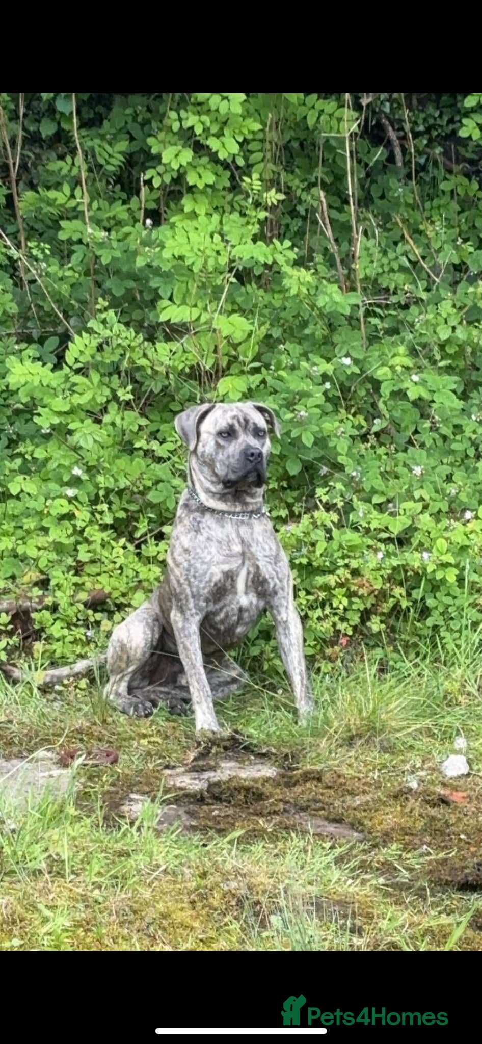 Cane Corso dogs Reverse Brindle Cane Corso Stud - Advert 4