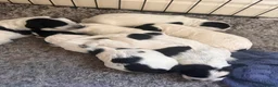 Sprocker dogs for sale: Sprocker Spaniel Puppies for Sale  - Advert 10