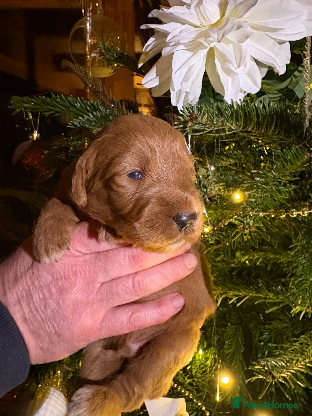 Labradoodle dogs for sale: Pick of the litter Girl Labradoodle remaining - Advert 4