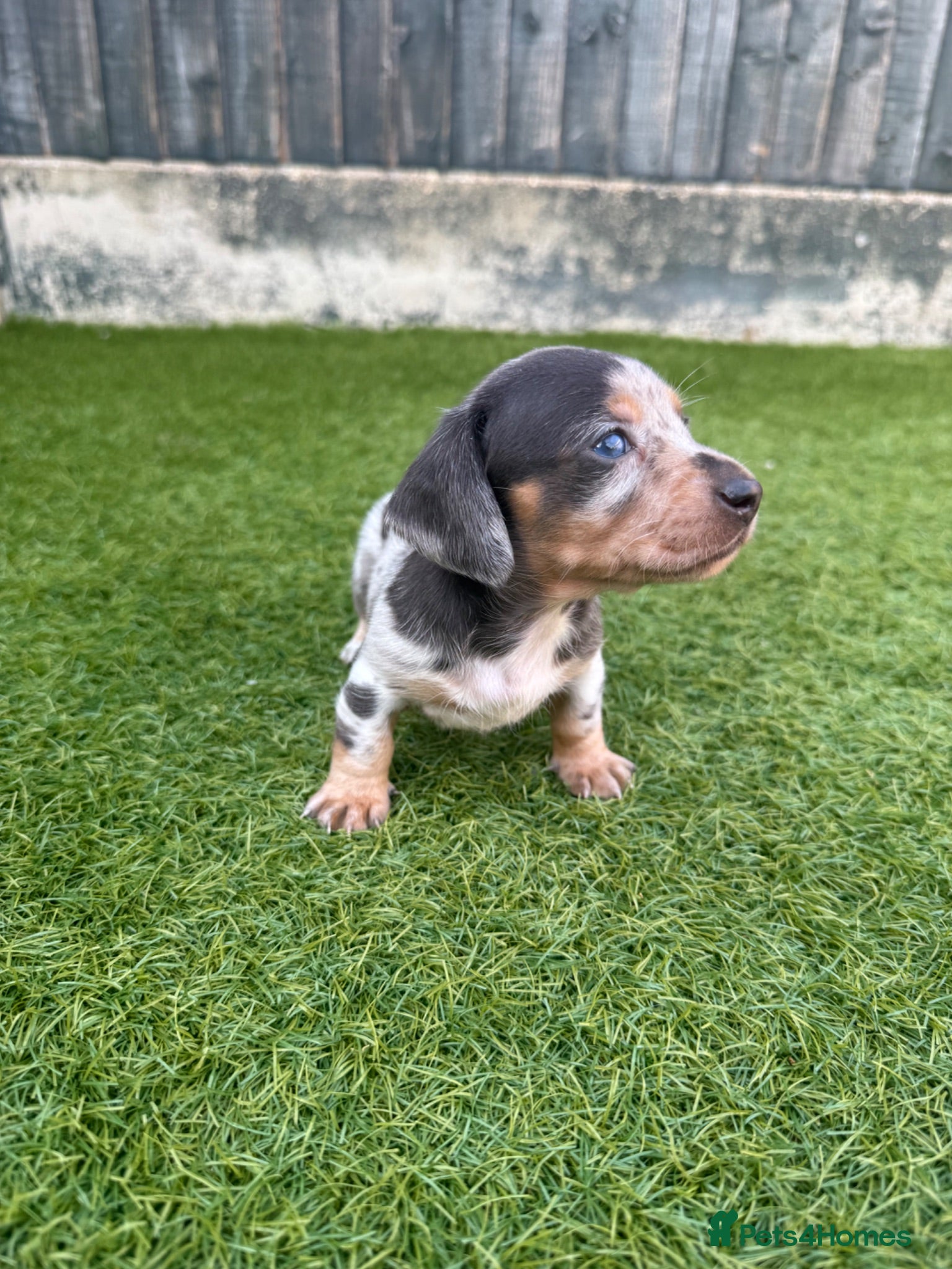 Miniature Dachshund dogs EXTREME CUTENESS! MINIATURE DACHSHUND PUPPIES ❤️🤍 - Advert 12