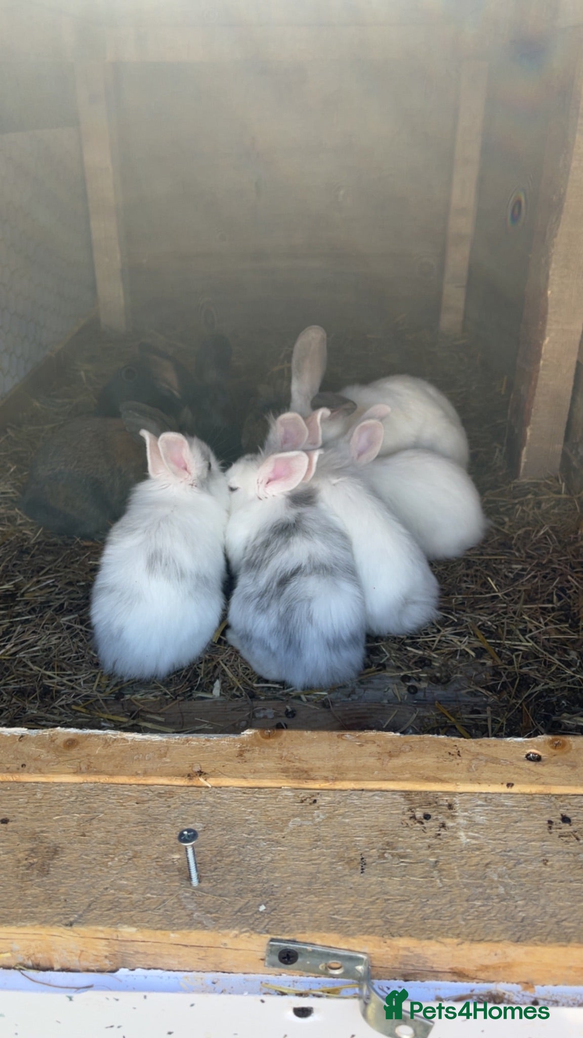 Lionhead rabbits Baby lion heads £60 - Advert 7