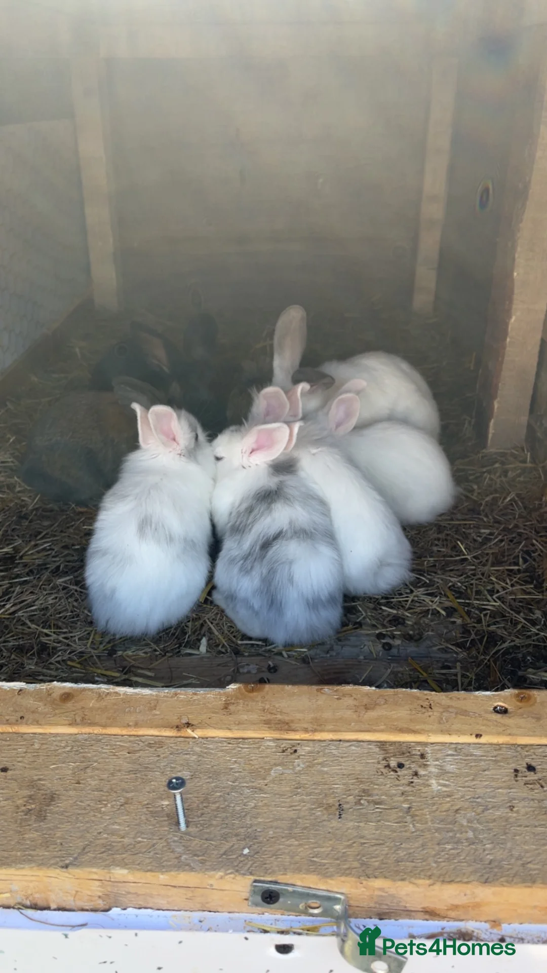 Lionhead rabbits for sale: Baby lion heads £60 in Worksop - Advert 1