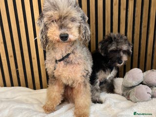 Mixed Breed dogs Stunning Mini toy Schnoodle puppy male - Advert 14