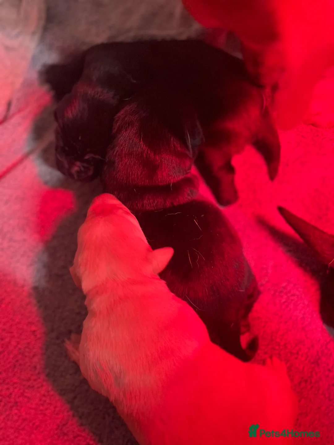 Labrador Retriever dogs for sale: Beautiful Labrador puppy’s  - Advert 24