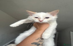 Ragdoll cats for sale: X3 Ragdolls (flame point, bicolour and seal point) - Image 1