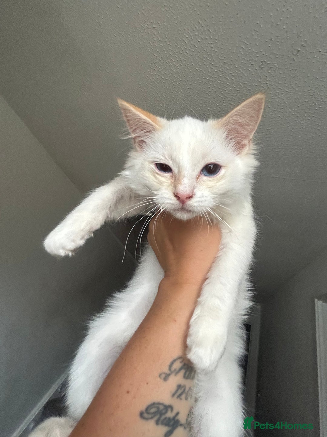 Ragdoll cats for sale: X3 Ragdolls (flame point, bicolour and seal point) - Image 1