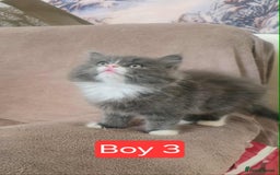 Mixed Breed cats for sale: Lovely Persian mix kittens - Image 9