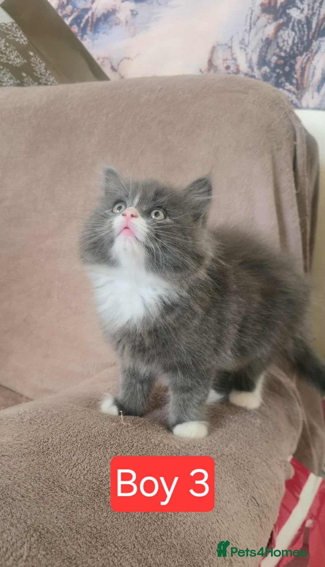 Mixed Breed cats for sale: Lovely Persian mix kittens - Image 9