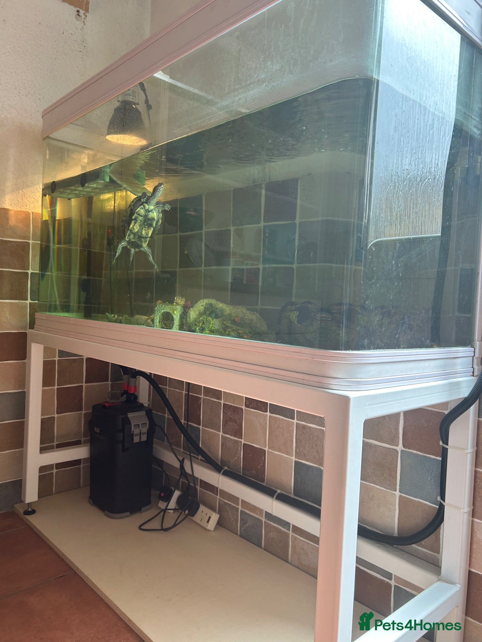 Turtle reptiles Mississippi map turtle   - Advert 1