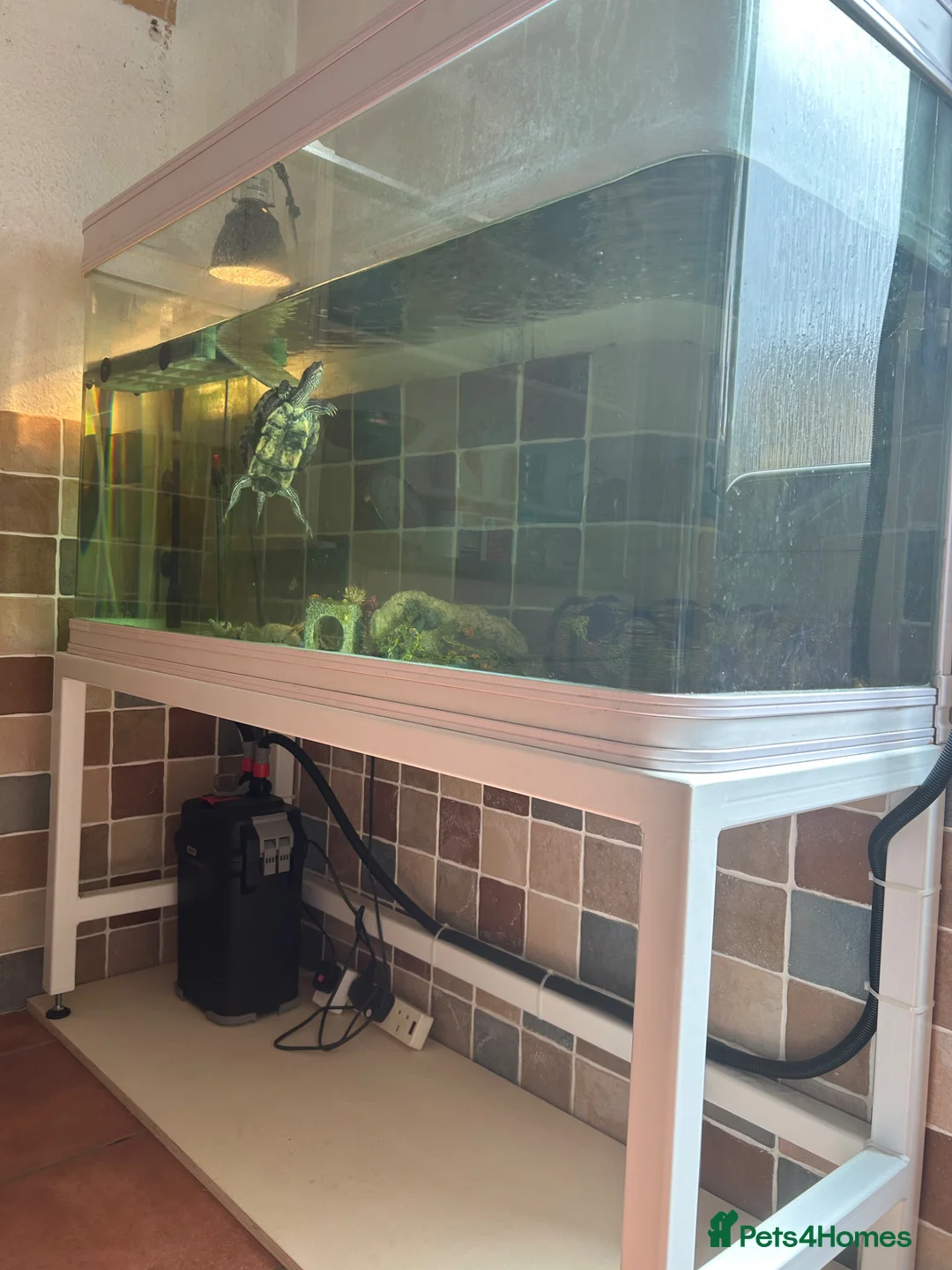 Turtle reptiles for sale: Mississippi map turtle   in Rushden - Advert 1
