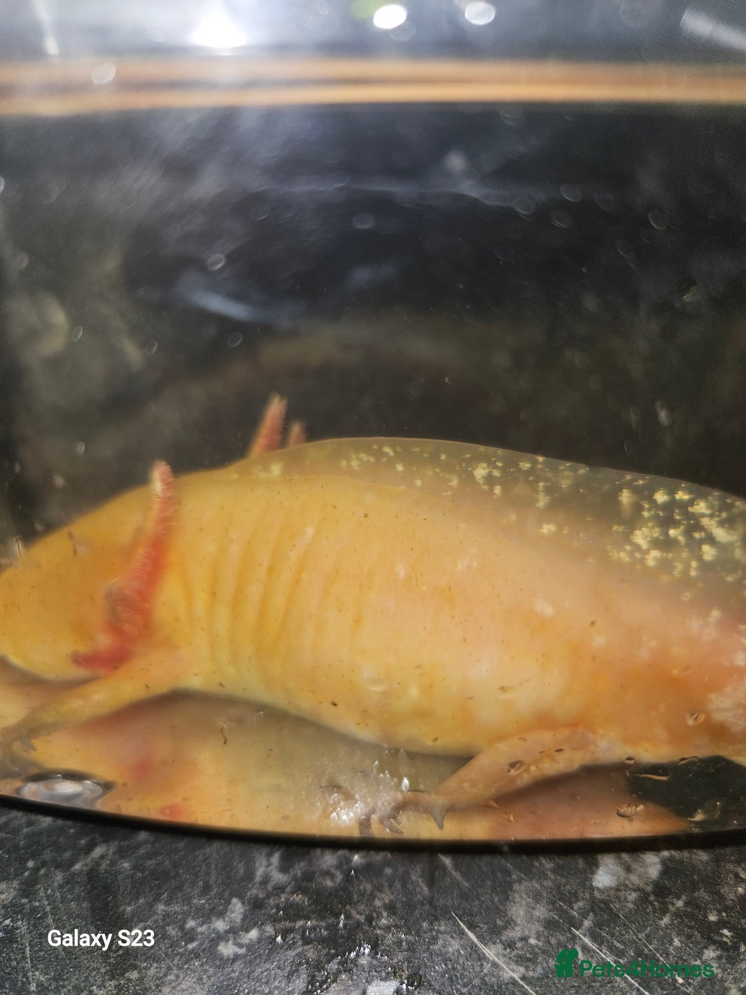 Axolotl reptiles for sale: Axolotl - Advert 2