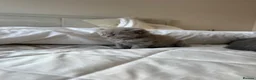 British Shorthair cats for sale: British shorthair X Scottish fold  - Advert 12