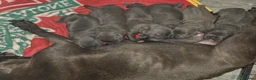 Staffordshire Bull Terrier dogs for sale: TOP QUALITY BLOODLINE STAFFIE PUPPIES - Advert 8