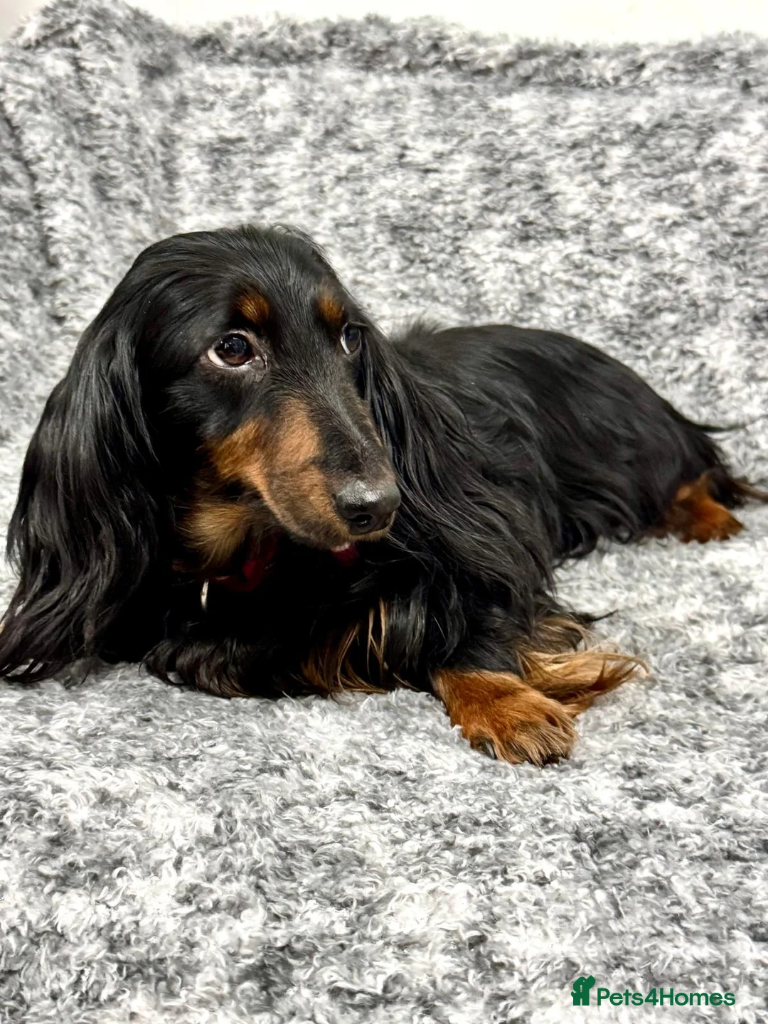 Miniature Dachshund dogs for sale: Beautiful miniature dachshund female  - Advert 5